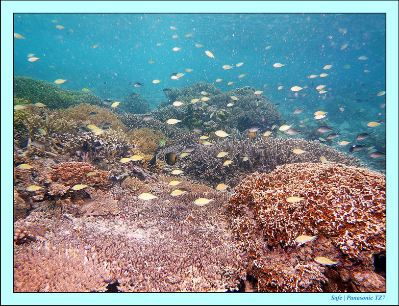 2011 - 08 - Borneo - Mataking 16